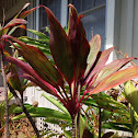 Ti leaf