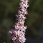 Steeplebush