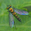 Long-legged Fly