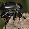 Darkling Beetles (Mating)