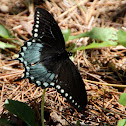 Spicebush Swallowtail
