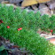 Foxtail Fern