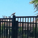 Dove