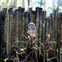 Barred Owl