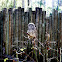 Barred Owl
