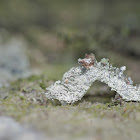 Caterpillar