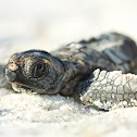 Loggerhead Turtle