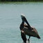Brown Pelican