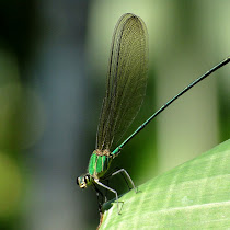 Dragonflies and Damselflies of India