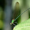 Stream Glory (male)