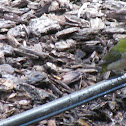 Japanese White-Eye