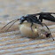 Spider Wasp