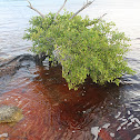 Mangroves