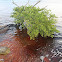 Mangroves