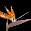 Strelitzia