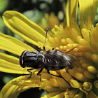 Flesh Fly
