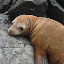 California Sea Lion
