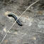 Giant African millepede