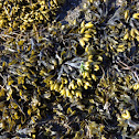 brown alga
