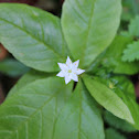Starflower