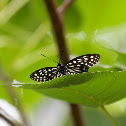 Ceylon Blue Glassy Tiger 