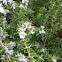 Rosemary