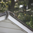 Grey Squirrel