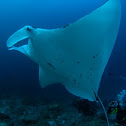 Manta Ray