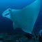 Manta Ray