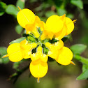 Olaguina