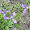 Blue flag iris