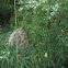 River cane