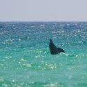 Common Bottlenose Dolphin