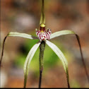 White Spider Orchid