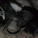Hognosed Skunk