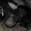 Hognosed Skunk