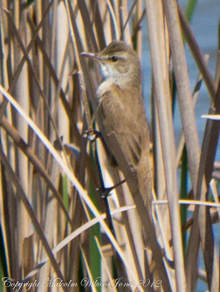 Spotting Image 1