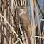 Great Reed Warbler; Carricero Tordal