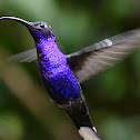 Violet Sabrewing