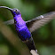 Violet Sabrewing
