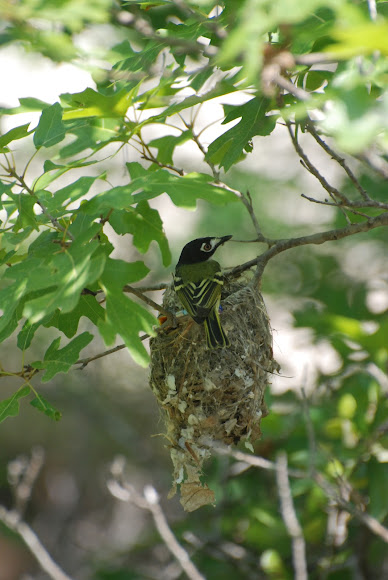 Spotting Image 1