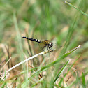 Elfin Skimmer