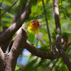 Fischer's Lovebird