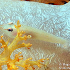 Common Ghost Goby