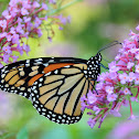 Monarch Butterfly