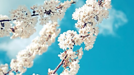 How to mod Galaxy sakura live wallpaper patch 1.0 apk for android