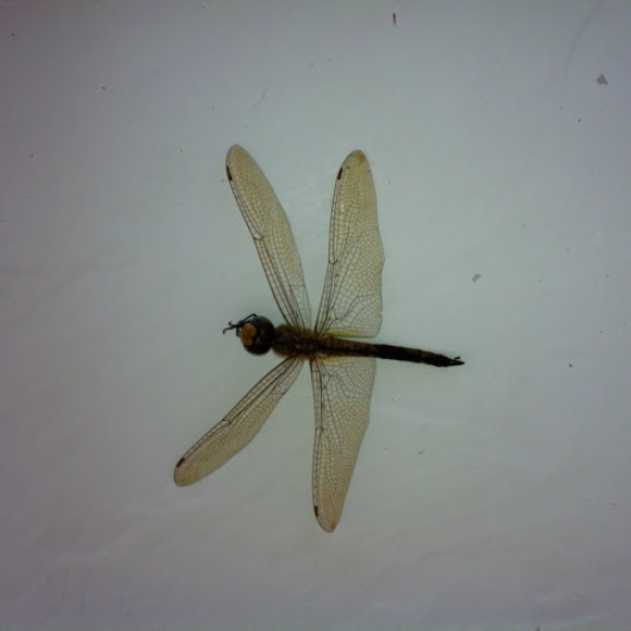 Spotting Image 1