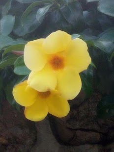 How to install WMZ Calculator patch 1.0 apk for pc