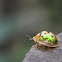 Tortoise Beetle