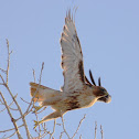 Red-Tailed Hawk